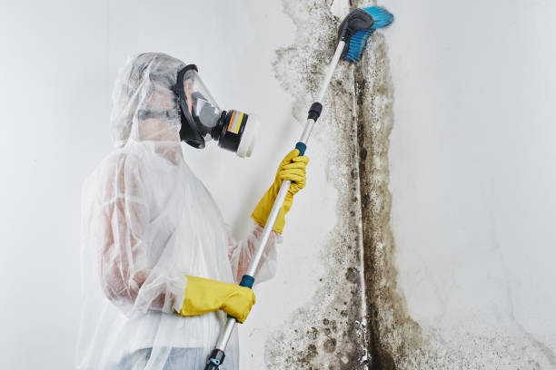 Why You Should Choose Our Mold Remediation Services in Shillington, PA