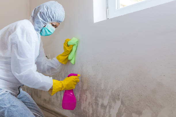 Best Crawl Space Mold Remediation in Shillington, PA