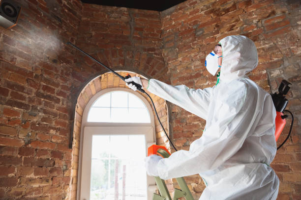 Best Asbestos and Lead Testing During Mold Inspection in Shillington, PA