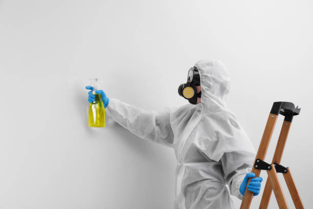 Best Mold Odor Removal Services in Shillington, PA