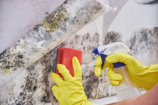  Shillington, PA Mold Removal Pros