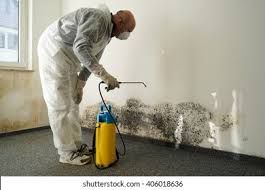 Best Black Mold Removal in Shillington, PA